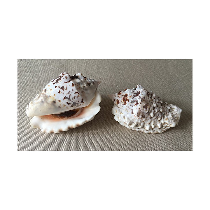 Strombus Lentiginosus avec Operculum 7/7,5cm par 3