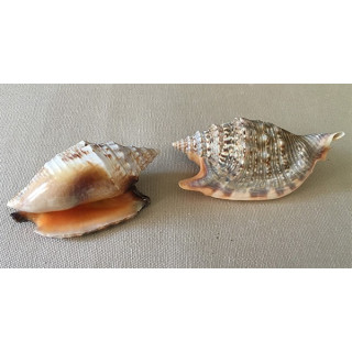 Strombus Aratrum orange 8/10cm by 25