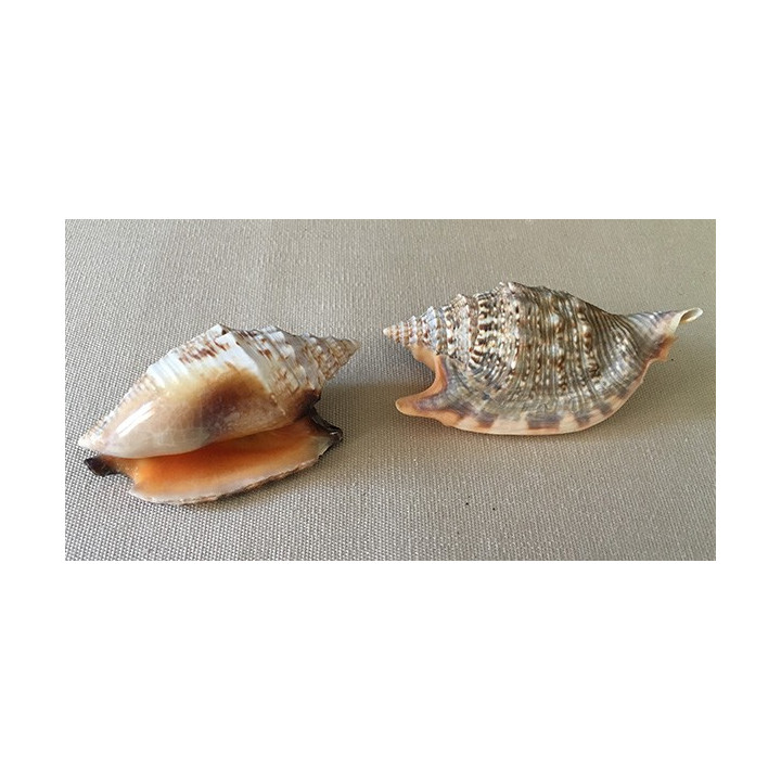 Strombus Aratrum orange 8/10cm par 25
