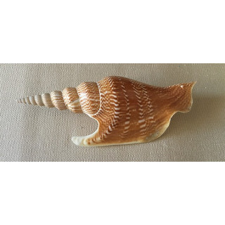 Strombus Listeri 11/13cm by 3