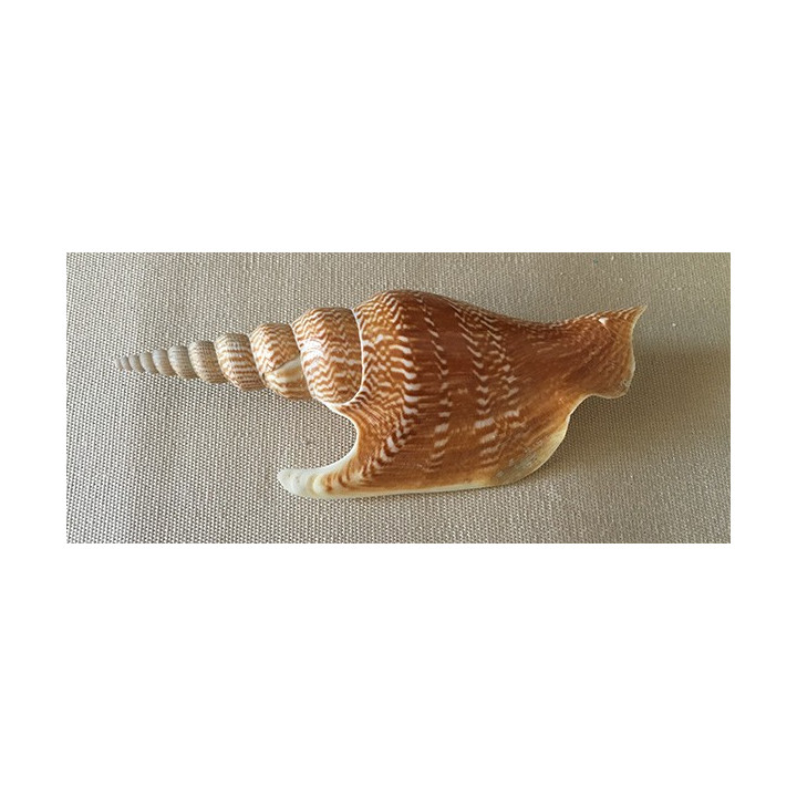 Strombus Listeri 11/13cm par 3
