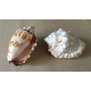 Strombus Pipus 6cm by 25