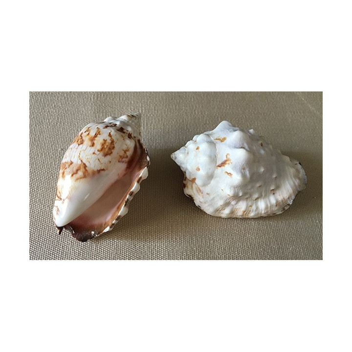 Strombus Pipus 6cm by 25