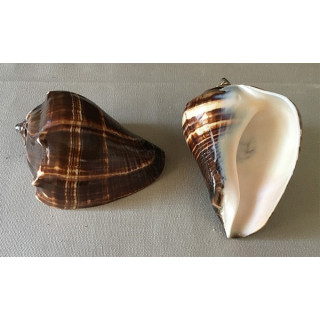 Melongena 10/12cm lot of 12