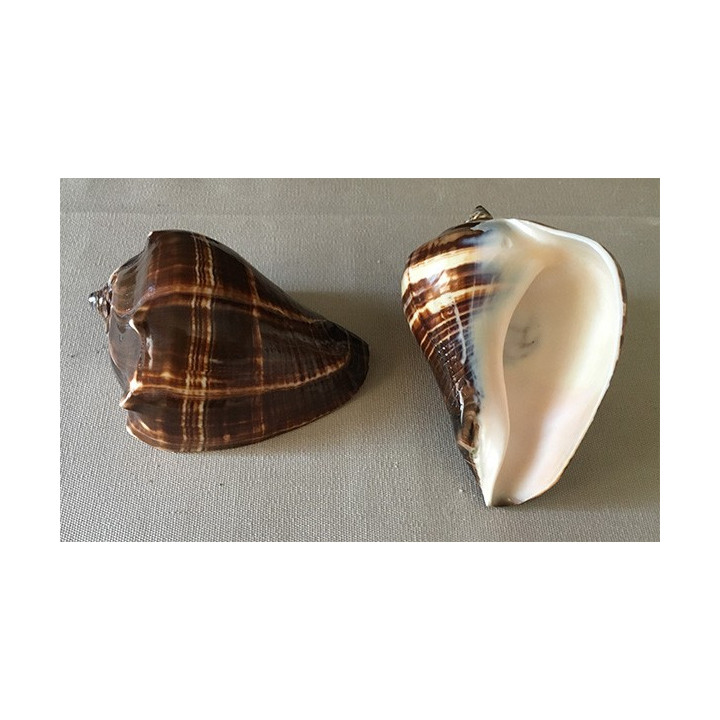 Melongena 10/12cm lot of 12