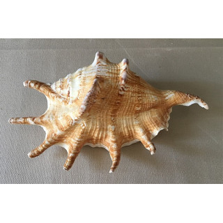 Lambis Lambis 16cm and more by 20