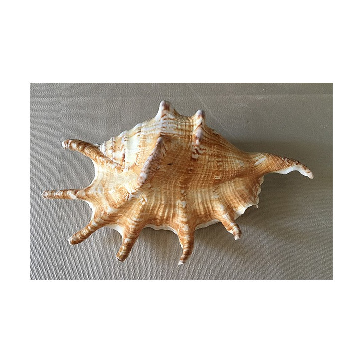 Lambis Lambis 16cm and more by 20