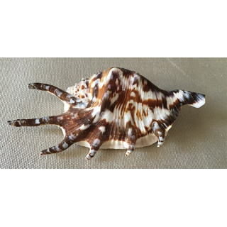 Lambis Lambis 7/9cm by 30