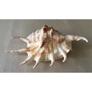 Lambis Lambis 12/15cm by 30