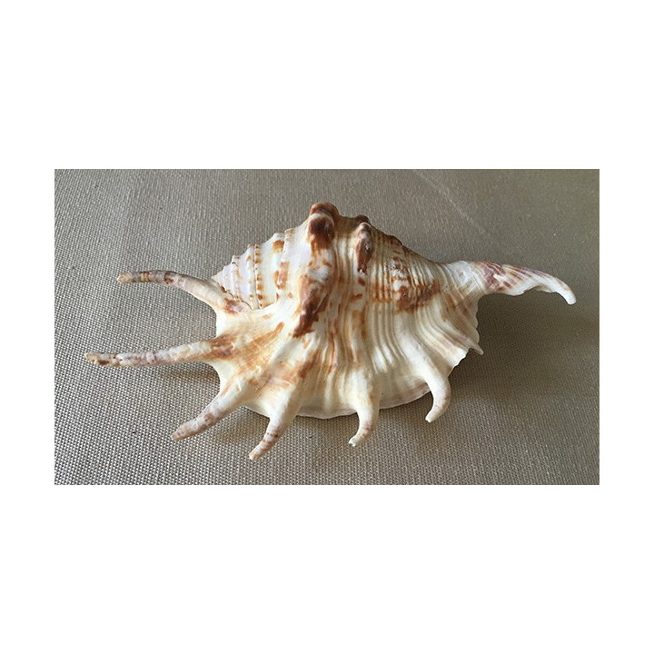 Lambis Lambis 12/15cm by 30