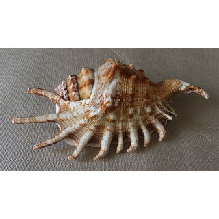 Lambis Millipeda 11/12cm by 30