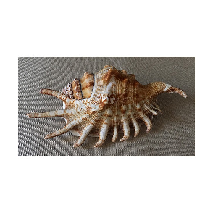 Lambis Millipeda 11/12cm par 30