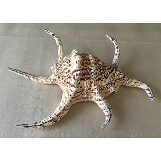 Lambis Chiragra 18/25cm by 12