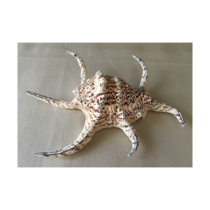 Lambis Chiragra 18/25cm by 12