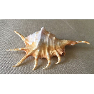 Lambis Crocata 10/12cm par 6