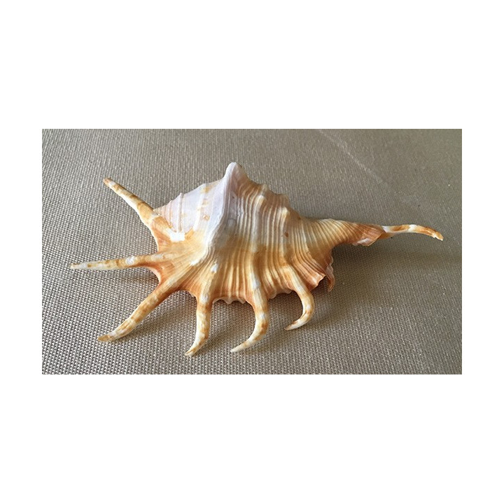 Lambis Crocata 10/12cm par 6