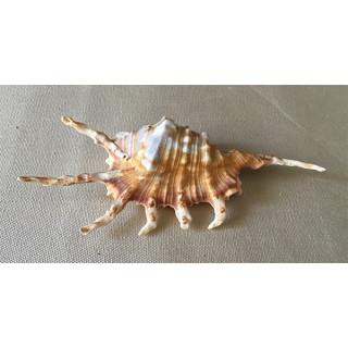 Lambis Scorpio 11/13cm by 20