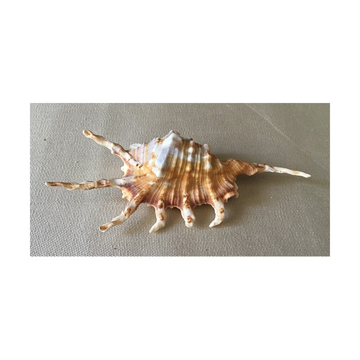 Lambis Scorpio 11/13cm par 20