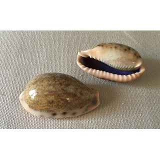 Cypraea Caurica 3.5/4cm par 24