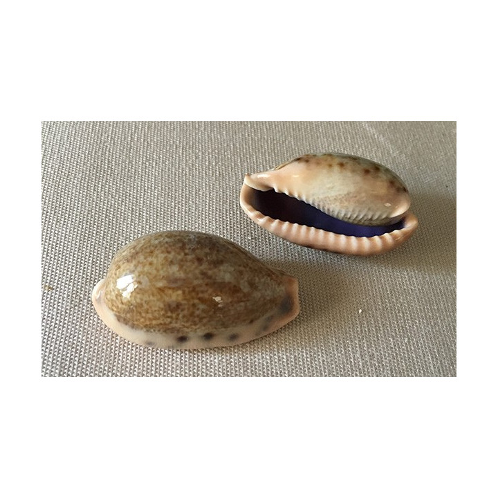 Cypraea Caurica 3.5/4cm par 24