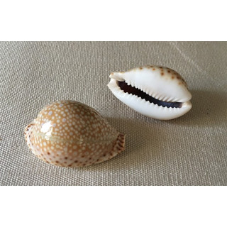 Cypraea Lamarckii 3/4cm by 6