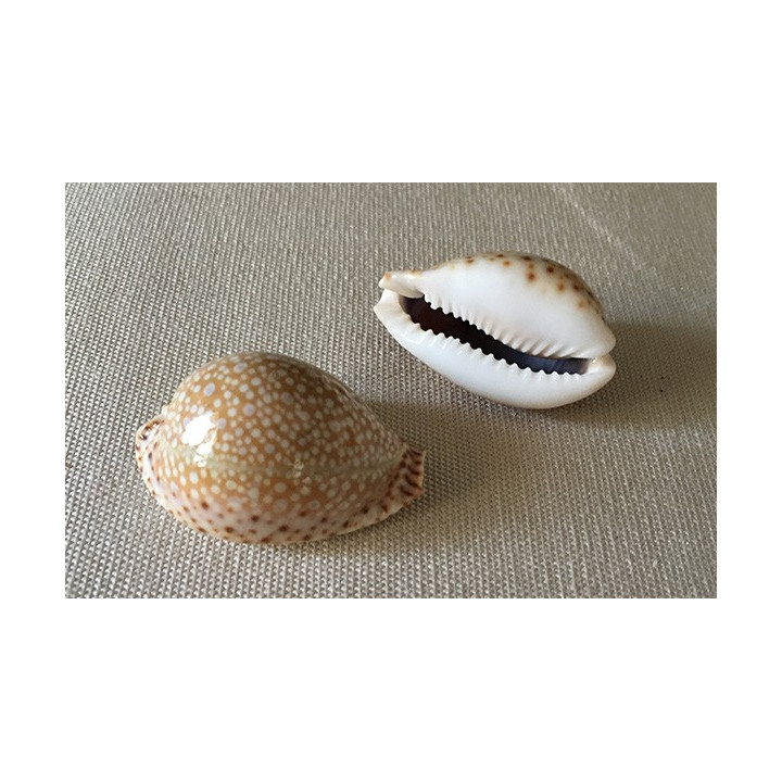 Cypraea Lamarckii 3/4cm par 6