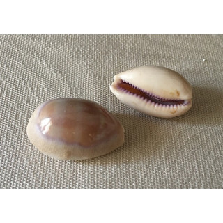 Cypraea Carneola 2.5/4cm (sachet de 25)