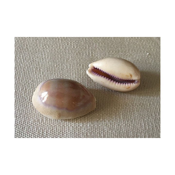 Cypraea Carneola 2.5/4cm (sachet de 25)