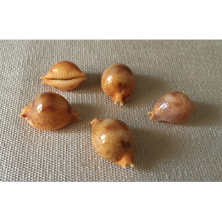Cypraea globulus 1.7/2cm lot de 12