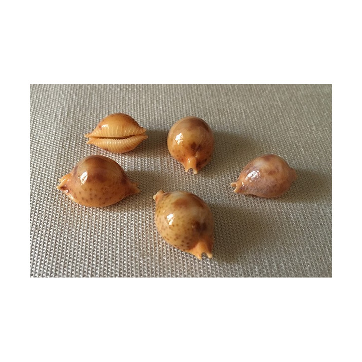 Cypraea globulus 1.7/2cm lot of 6