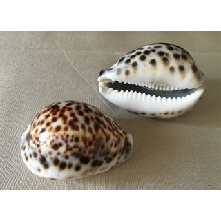 Cypraea Tigris 9/10cm par 12
