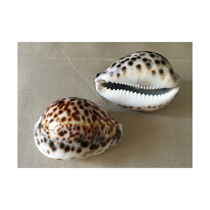 Cypraea Tigris 9/10cm by 12