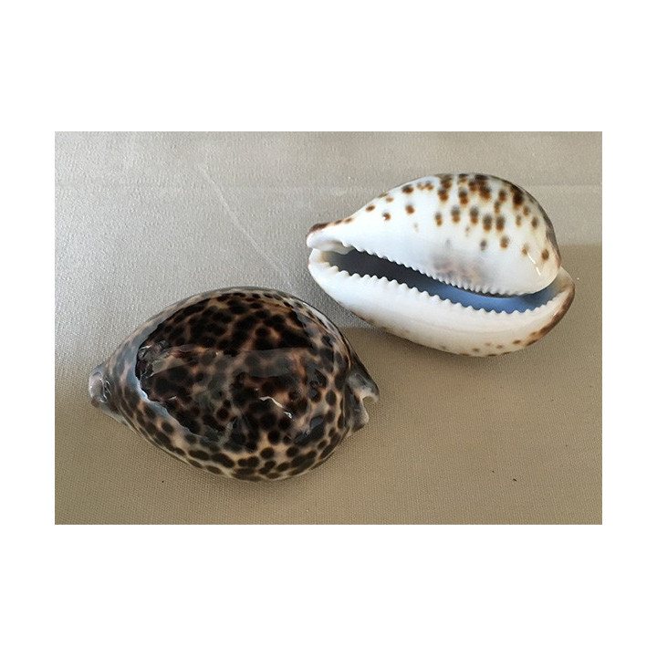 Cypraea Tigris 10/11cm par 6