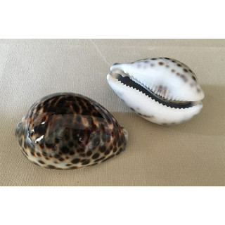 Cypraea Tigris 7/9cm by 25