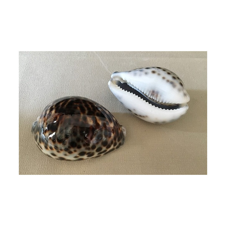 Cypraea Tigris 7/9cm par 25