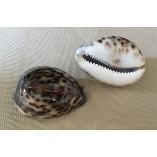 Cypraea Tigris 5/9cm by 25