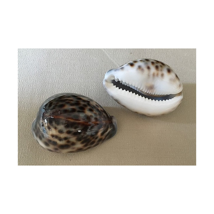 Cypraea Tigris 5/9cm par 25
