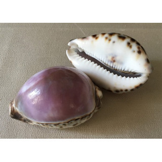 Cypraea Tigris Violette 7/9cm lot de 25