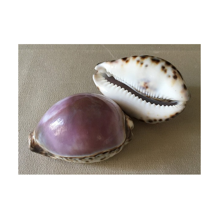 Cypraea Tigris Violette 7/9cm lot of 25