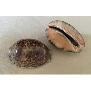 Cypraea Arabica 8/9cm by 12