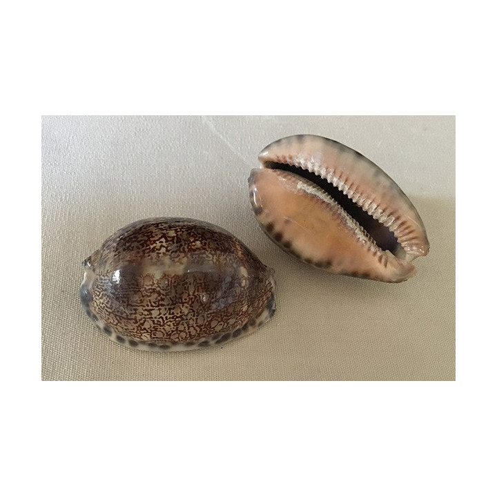 Cypraea Arabica 8/9cm by 12