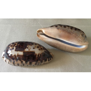 Cypraea Testudinaria 12/13cm by 6