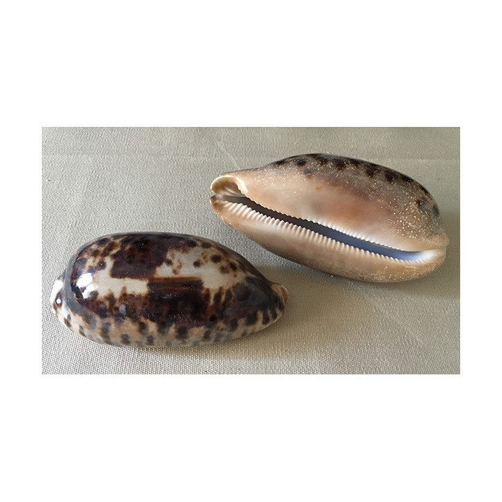 Cypraea Testudinaria 12/13cm by 6