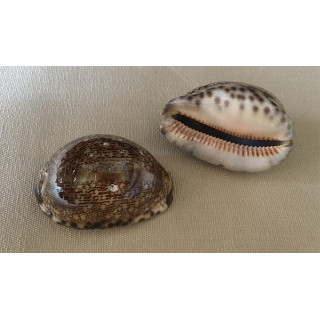 Cypraea Arabica 6/7cm by 12