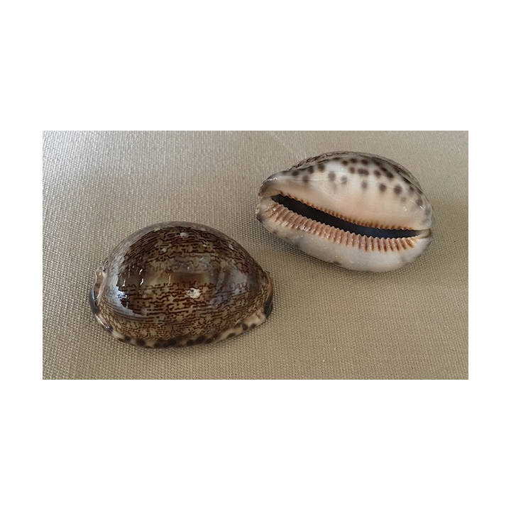 Cypraea Arabica 6/7cm by 12