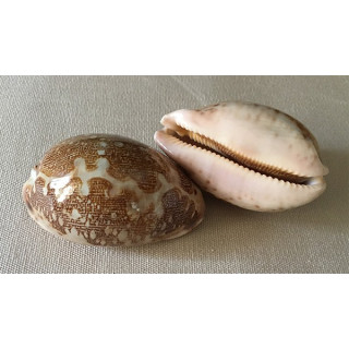 Cypraea Mappa 5/6cm par 12