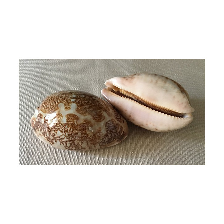Cypraea Mappa 5/6cm par 12