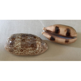 Cypraea argus 7.5/9cm par 6