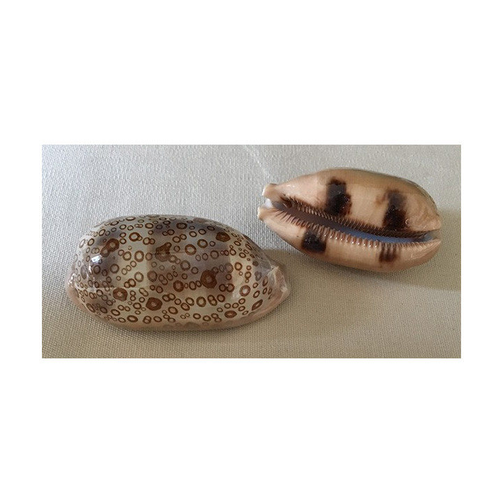 Cypraea argus 7.5/9cm par 6