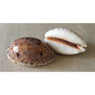 Cypraea Lynx 3/4cm par 24